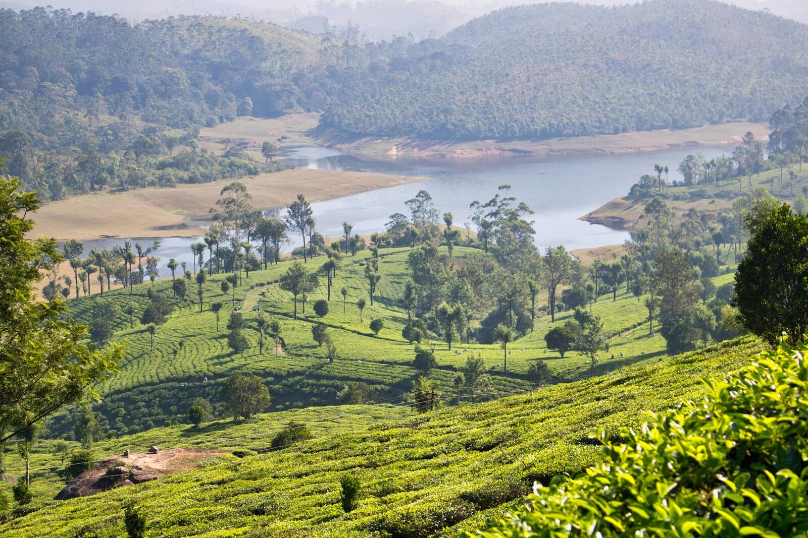 Ceylon Tea Trails Damro Tea Factory and Tea Estate Visit 1
