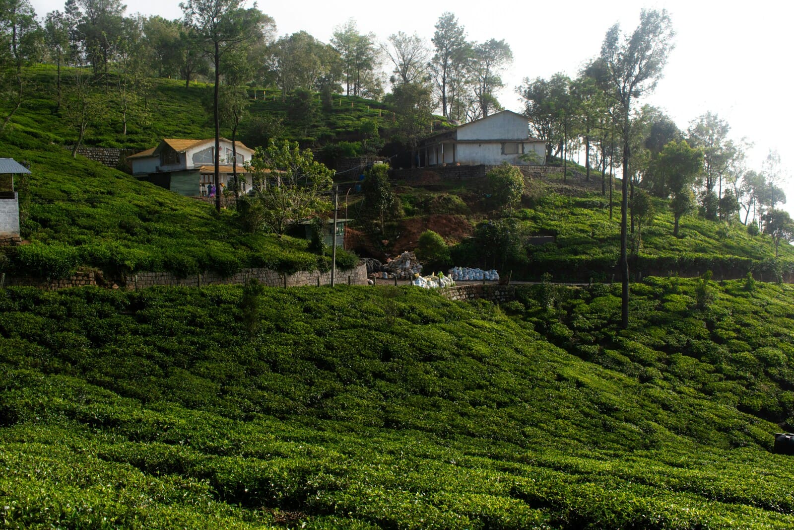 Ceylon Tea Trails Damro Tea Factory and Tea Estate Visit 2